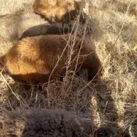 میش گوسفند|حیوانات مزرعه|زاغه, |دیوار