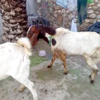 یک عددپازن گلابی ویک عددبزگلابی|حیوانات مزرعه|جم, |دیوار