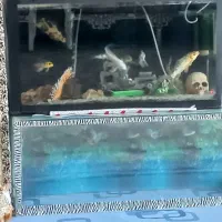 اکواریم ماهی باتمام وسایل