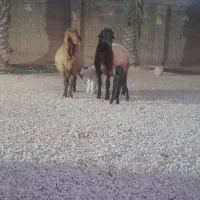 گوسفند مطفل