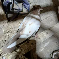 پرنده|پرنده|گتوند, |دیوار