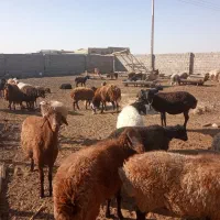 گوسفند مقانی میش وبز|حیوانات مزرعه|جرقویه, |دیوار