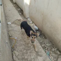 فروش سگ نگهبان