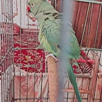 طوطی ملنگو نر|پرنده|حمیدیه, |دیوار