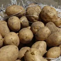 سیب زمینی اگریا فقط قند پایین