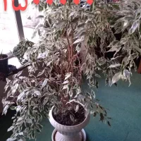 گل طبیعی کاکتوس پتوس دیفن|گل و گیاه طبیعی|خمینی‌شهر, |دیوار