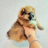 پامر خرسی عروسکی