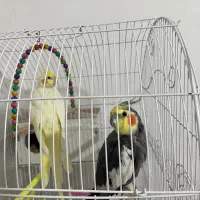 عروس هلندی
