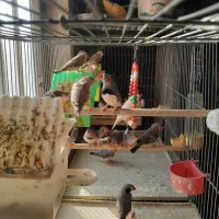 فروش پرنده فنچ