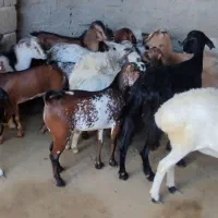 کهره نزار|حیوانات مزرعه|قشم, |دیوار