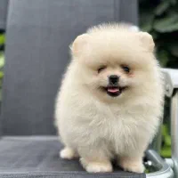 کلینیک تخصصی نژاد پودل و پامر خرسی|سگ|اصفهان, فروردین|دیوار