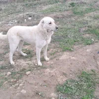 سگ سفید نر