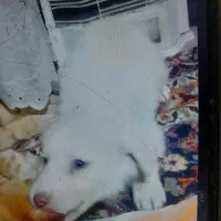 توله سگ|سگ|بندر انزلی, طالب آباد|دیوار