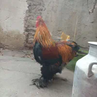 خروس برهما جوان وچاق ودرشت