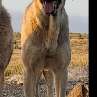 سگ عراقی پژدر|سگ|اردبیل, |دیوار