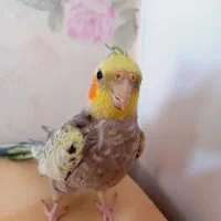 عروس هلندی نر سخنگو