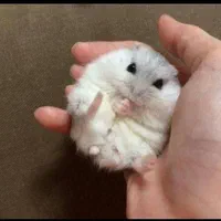 همستر کمپل روبروفسکی سوری و مینیاتوری|موش و خرگوش|اراک, |دیوار