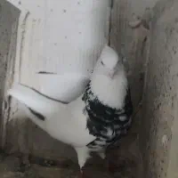 الماسی نر کاکلی