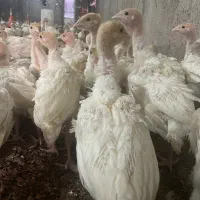 جوجه بوقلمون‌ بیوتی۶ یک‌ ماهه|حیوانات مزرعه|مشهد, اسماعیل آباد|دیوار