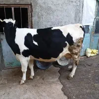 گاو سیمیتال اصل شیرده