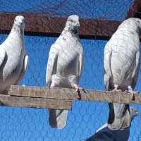 کبوتر پرشی.