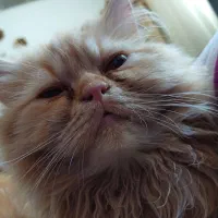 گربه پرشین و اسکاتیش