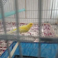 قناری|پرنده|فارسان, |دیوار