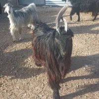 بز (دوبر )|حیوانات مزرعه|شهرضا, |دیوار