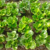 فروش انواع گلهای آپارتمانی و ملزومات|گل و گیاه طبیعی|ورامین, ورامین|دیوار