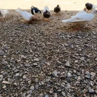دونه ۴۰۰مقطوع|پرنده|کاشمر, |دیوار