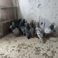 پلاکی سرور