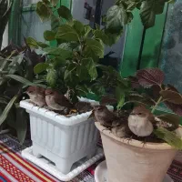 سهره . و هزار. رام