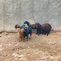 گوسفند و بز|حیوانات مزرعه|سجاس رود, |دیوار