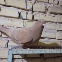 کفتر یا کبوتر|پرنده|سلامی, |دیوار