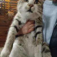 گربه گم شده