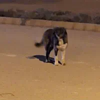 برجی ماده جوان