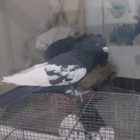 پرنده رنگی|پرنده|فولادشهر, مسکن مهر فولادشهر|دیوار