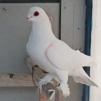 کبوتر|حیوانات|تبریز, |دیوار