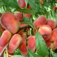 نهالستان ارقام متنوع میوه های پربار و دیرگل پالیز|خدمات باغبانی و درختکاری|صومعهسرا, |دیوار