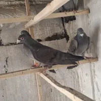 ۵تاپلاکی نرو ماده