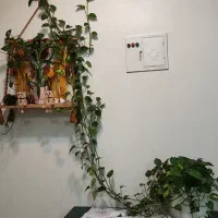 گل آپارتمانی