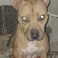 سگ پیتبول|سگ|بندر امام خمینی, |دیوار