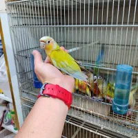 طوطی گرینچیک تازه دونخور و نرمخور رام