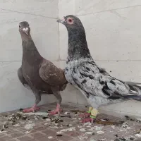 سرور دورگ پلاکی