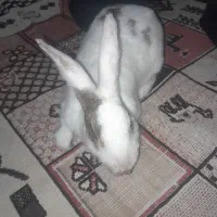 خرگوش خانگی|موش و خرگوش|شوش, |دیوار