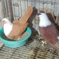 کبوتر زینتی (اهوازم)|پرنده|تهران, جوادیه|دیوار