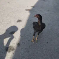 خورس لاری
