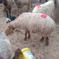 گوسفند سالم