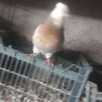 کبوتر طوقی|پرنده|کرمانشاه, |دیوار