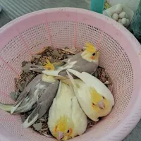 سالن عروس هلندی حیدری|پرنده|شاهرود, |دیوار